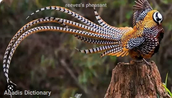 reeves’s pheasant